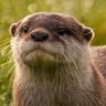 Profilbild von ari jv