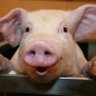 illegalpiggo profil fotoğrafı