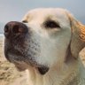 Dog for President's profile picture