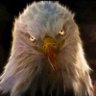 Mighty MO's profile picture