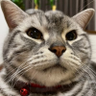 neko (=^x^=)'s profile picture