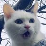 キャットショーグン's profile picture