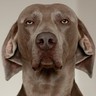 leo's profile picture