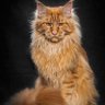 Lynda1006's profile picture