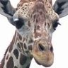 nicegiraffe profil fotoğrafı