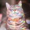 Profilbild von Harimeow