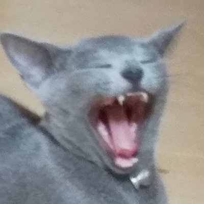 すいすい's profile picture