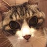 ノリちゃん profil fotoğrafı