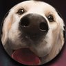 Literally a dog licking the screen 的头像