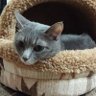 動物はええっ💖 profil fotoğrafı