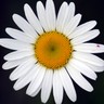 Фото профиля Suzi_M