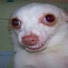 Subnormalprofundo's profile picture