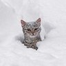 СКУФиду 的头像