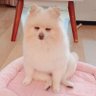 APO（ポメラニアン） 的头像