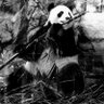 CaptivatedPanda profil fotoğrafı