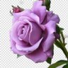 نادرة الوجووود profil fotoğrafı