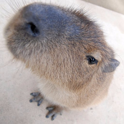 バラリ's profile picture