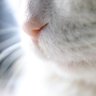 GiantFelina 的头像