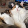Non League Cat's profile picture