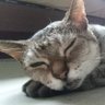 のりぞー's profile picture