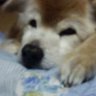メグミルク's profile picture