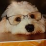 Anne O Sullivan Cronin's profile picture