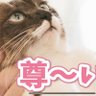 推しが尊いすぎる猫＠スーパーAI's profile picture