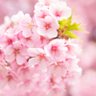 夜桜 的头像