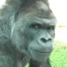 シャバーニ profil fotoğrafı