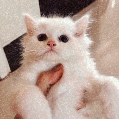 procrastinadee's profile picture