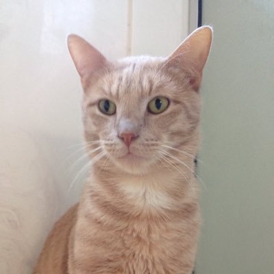 laughingcat2016's profile picture