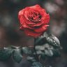 Profilbild von 🌹 أمل 🌹