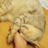みきねこな's profile picture