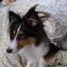Фото профиля みーにみーに