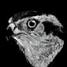 ootaka_大鷹 profil fotoğrafı