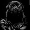 Profilbild von Gaucho