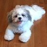 🇺🇸 Bogey 🇺🇸's profile picture