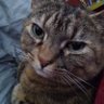 Profilbild von Shona K