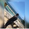 adrian morgan's profile picture