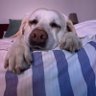 Se isto é o X eu sou o P's profile picture