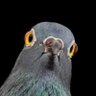 Pepper Balls profil fotoğrafı