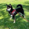 shibainu 的头像