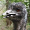 emu's profile picture