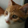 hanakomari 🌸戦争ではなく平和の準備を🌸 profil fotoğrafı