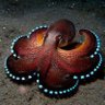 Cocktopus 的头像