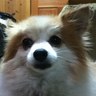 ちゅらさん 的头像