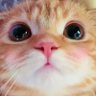 短足マンチカン ひな子 (ねこ) profil fotoğrafı