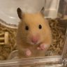 マヂカルラブリー 野田クリスタル profil fotoğrafı