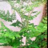 MA 的头像