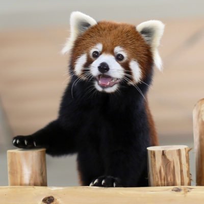 もやとっくん's profile picture